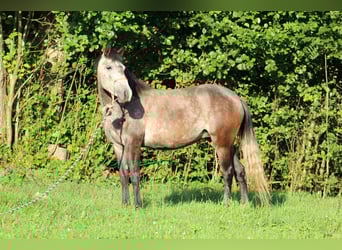 Cruzado Mix, Mare, 5 years, 13,2 hh, Gray-Blue-Tan