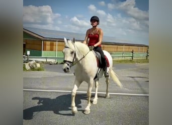 Cruzado, Mare, 5 years, 14.2 hh, Grey