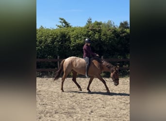 Cruzado, Mare, 5 years, 14,2 hh, Roan-Red