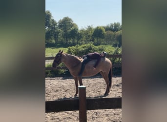 Cruzado, Mare, 5 years, 14,2 hh, Roan-Red