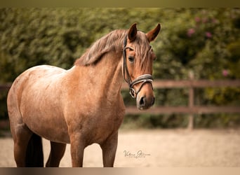 Cruzado, Mare, 5 years, 14,2 hh, Roan-Red
