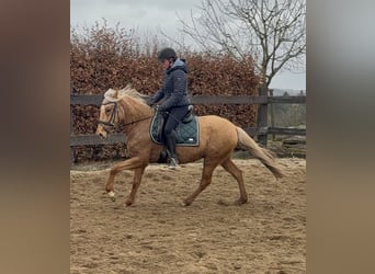 Cruzado, Mare, 5 years, 14,3 hh, Dunalino