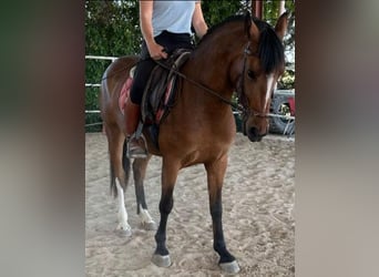 Cruzado, Mare, 5 years, 15.1 hh, Bay