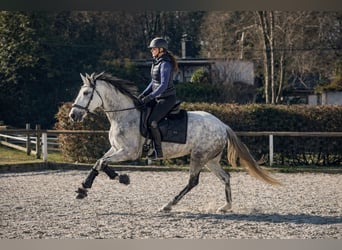 Cruzado, Mare, 5 years, 15.1 hh