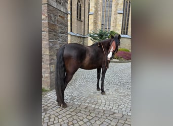 Cruzado, Mare, 5 years, 15.2 hh, Black