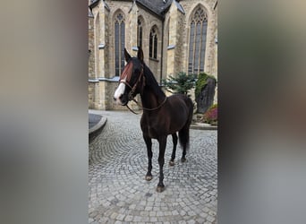 Cruzado, Mare, 5 years, 15.2 hh, Black