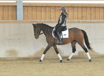 Cruzado, Mare, 5 years, 15.2 hh, Brown