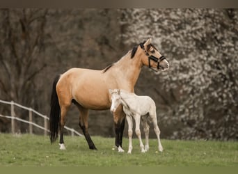 Cruzado, Mare, 5 years, 15.2 hh, Buckskin