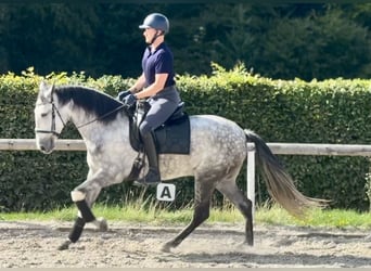 Cruzado, Mare, 5 years, 15.2 hh, Grey-Dapple