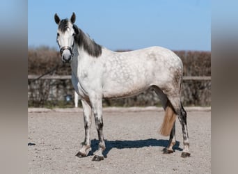 Cruzado, Mare, 5 years, 15,1 hh