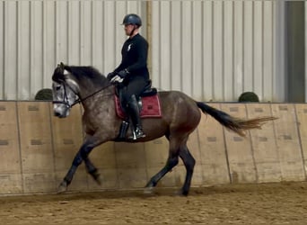 Cruzado, Mare, 5 years, 15,1 hh, Grey-Red-Tan