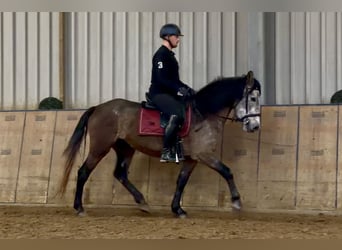 Cruzado, Mare, 5 years, 15,1 hh, Grey-Red-Tan