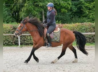 Cruzado, Mare, 6 years, 13.3 hh, Brown-Light Cruzado, Mare, 6 years, 13.3 hh, Brown-Light