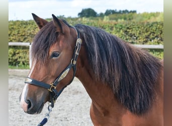 Cruzado, Mare, 6 years, 13.3 hh, Brown-Light Cruzado, Mare, 6 years, 13.3 hh, Brown-Light