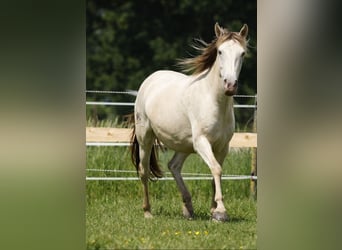 Cruzado, Mare, 6 years, 14.1 hh, Champagne