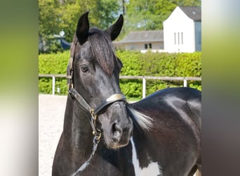 Cruzado, Mare, 6 years, 14.2 hh, Pinto