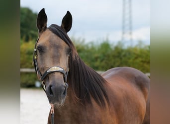 Cruzado, Mare, 6 years, 14.3 hh, Bay-Dark