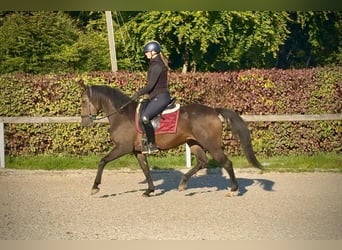 Cruzado, Mare, 6 years, 14.3 hh, Bay-Dark