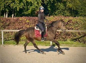 Cruzado, Mare, 6 years, 14.3 hh, Bay-Dark