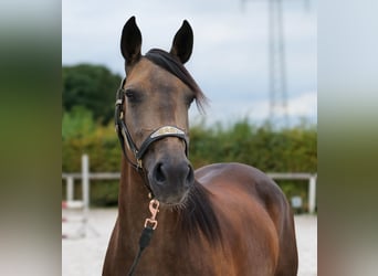 Cruzado, Mare, 6 years, 14.3 hh, Bay-Dark
