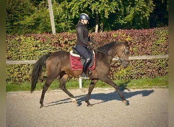 Cruzado, Mare, 6 years, 14.3 hh, Bay-Dark