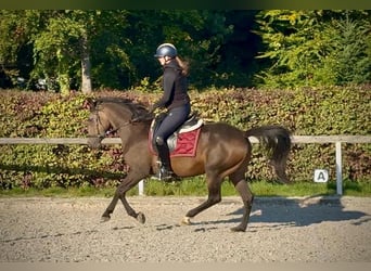 Cruzado, Mare, 6 years, 14.3 hh, Bay-Dark