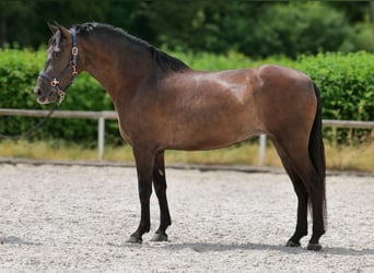 Cruzado, Mare, 6 years, 15.2 hh, Bay-Dark