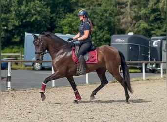 Cruzado, Mare, 6 years, 15.2 hh, Bay-Dark
