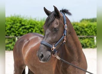 Cruzado, Mare, 6 years, 15.2 hh, Bay-Dark