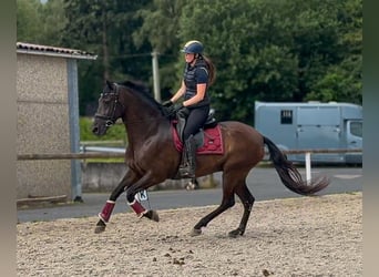 Cruzado, Mare, 6 years, 15.2 hh, Bay-Dark