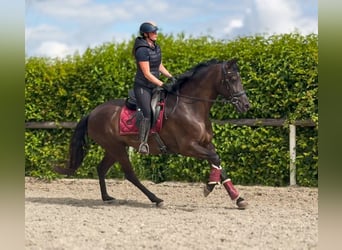 Cruzado, Mare, 6 years, 15.2 hh, Bay-Dark