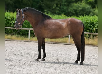 Cruzado, Mare, 6 years, 15.2 hh, Bay-Dark