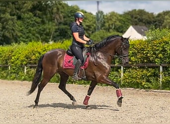 Cruzado, Mare, 6 years, 15.2 hh, Bay-Dark
