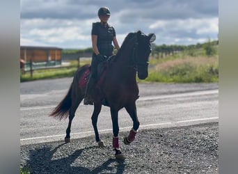 Cruzado, Mare, 6 years, 15.2 hh, Bay-Dark