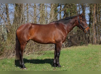 Cruzado, Mare, 6 years, 15.2 hh, Brown
