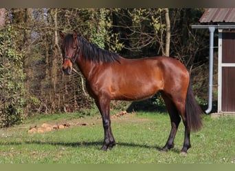 Cruzado, Mare, 6 years, 15.2 hh, Brown