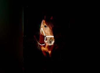 Cruzado, Mare, 6 years, 15,1 hh, Chestnut-Red