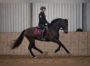 Cruzado, Mare, 6 years, 15,3 hh, Bay-Dark