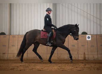 Cruzado, Mare, 6 years, 15,3 hh, Bay-Dark