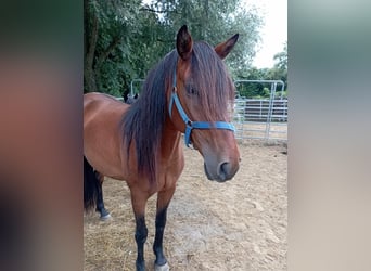 Cruzado, Mare, 7 years, 14.2 hh, Brown