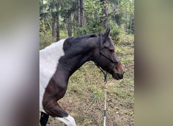Cruzado, Mare, 7 years, 14,1 hh, Pinto