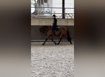Cruzado, Mare, 7 years, 15,1 hh, Brown