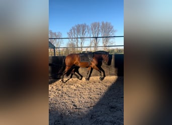 Cruzado, Mare, 7 years, 15,1 hh, Brown
