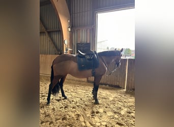 Cruzado, Mare, 7 years, 15,1 hh, Brown