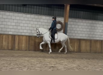 Cruzado, Mare, 7 years, 15,2 hh, Grey-Blue-Tan