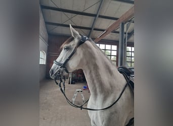 Cruzado, Mare, 7 years, 16,1 hh, Grey-Fleabitten
