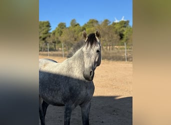 Cruzado, Mare, 8 years, 14.2 hh, Grey-Dapple