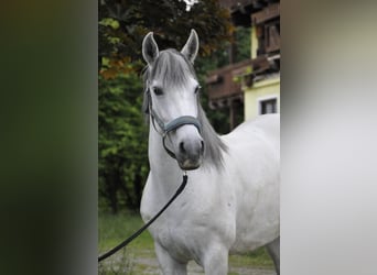 Cruzado, Mare, 8 years, 14.2 hh, Grey