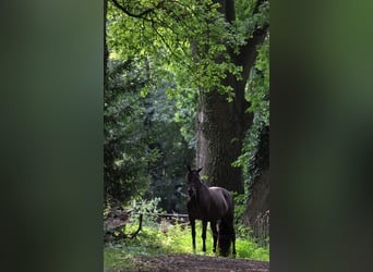 Cruzado, Mare, 8 years, 15.3 hh, Bay-Dark