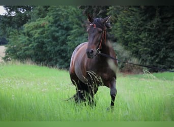 Cruzado, Mare, 8 years, 15.3 hh, Bay-Dark